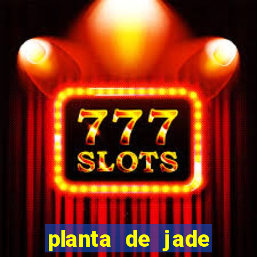 planta de jade significado espiritual